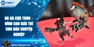 Đá Gà Cựa Tròn – Đỉnh Cao Giải Trí Cho Dân Chuyên Nghiệp