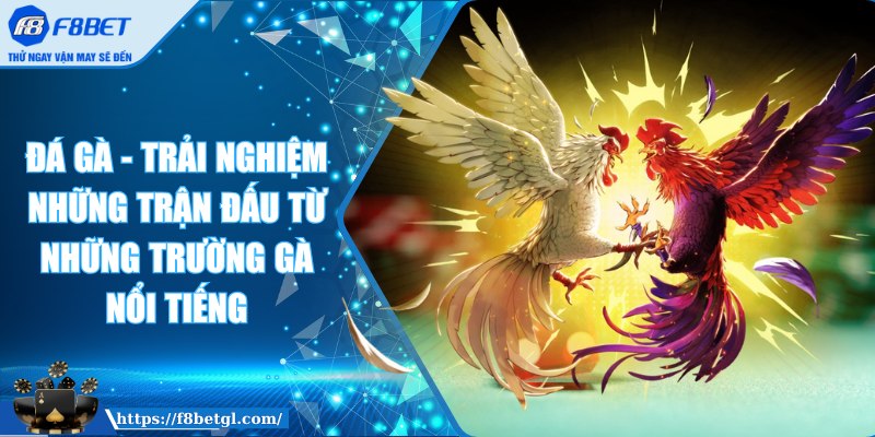 Đá gà - Trải nghiệm những trận đấu từ những trường gà nổi tiếng