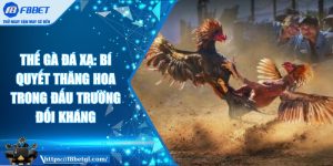 Thế gà đá xạ: Bí quyết thăng hoa trong đấu trường đối kháng