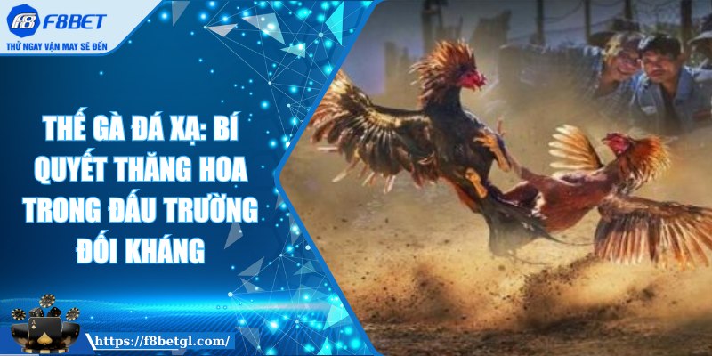 Thế gà đá xạ: Bí quyết thăng hoa trong đấu trường đối kháng